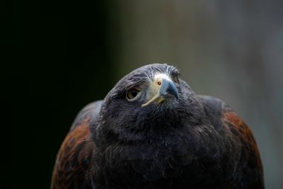 Harris's Hawk