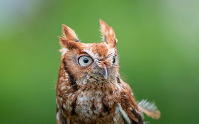 Eastern  Screech-Owl