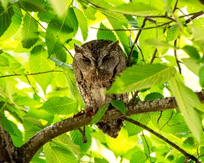 Eastern Screech- Owl