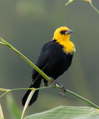 Yellow-headed Blackbird