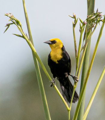 Yellow-headed Blackbird