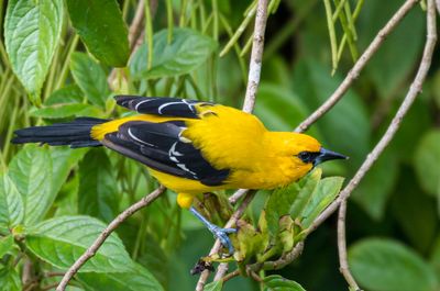 Yellow Oriole