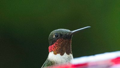 DSC_0611-2.jpg
