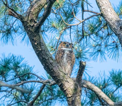 Great Horned Owl