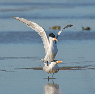 Common Tern