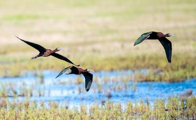 White-faced Ibis