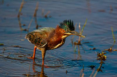 Green Heron