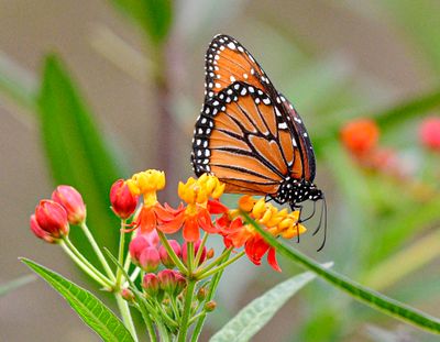 Monarch Butterfly