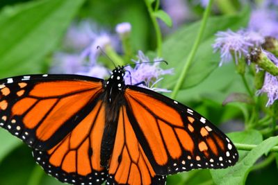 Monarch Queen
