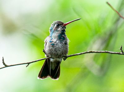 Broad-billed Hummingbird