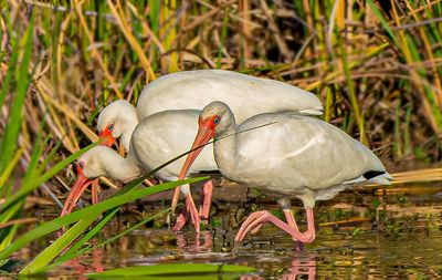 White Ibis