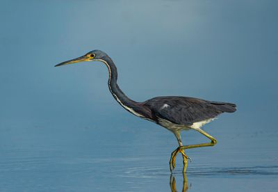 Tricolored Heron