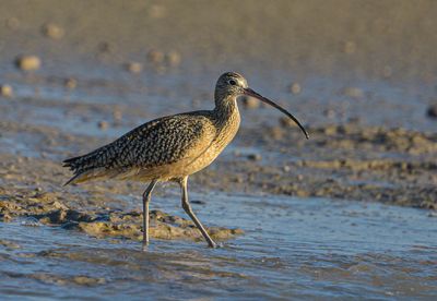 Long-billed Curlew