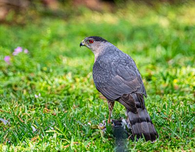 Cooper's Hawk