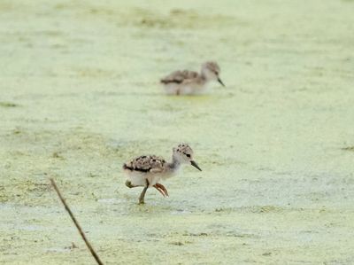 Black-necked Stilt