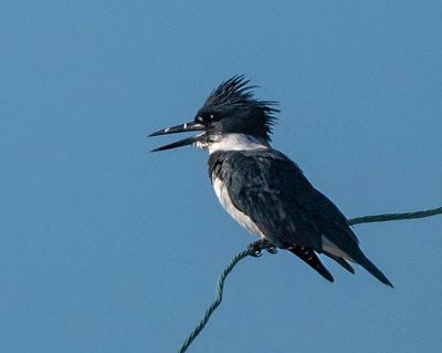 Belted Kingfisher