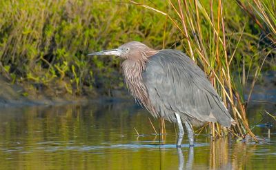 Little Blue Heron