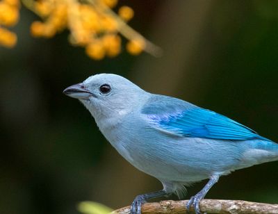 Blur-gray Tanager