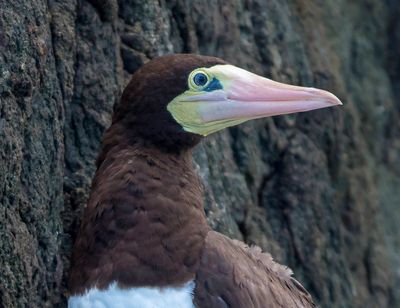 Brown Booby Adult