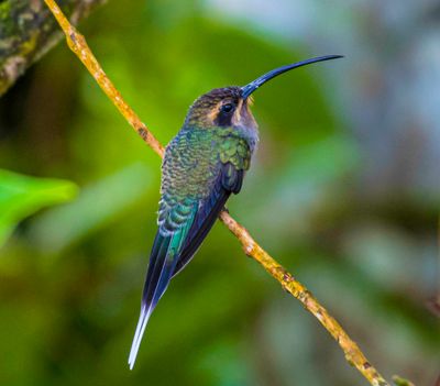Green Hermit  Adult female