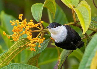  White-bearded Manakin