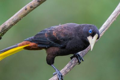 Crested Oropendole