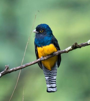 Green-backed Trogon Female