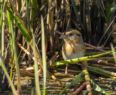 Nelson's Sparrow