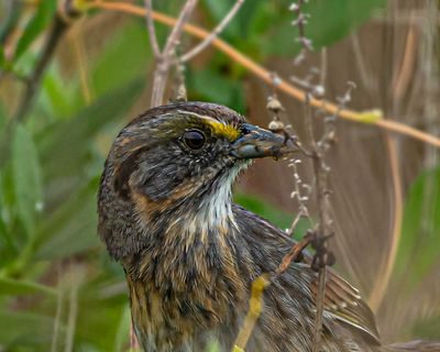 Seaside Sparrow