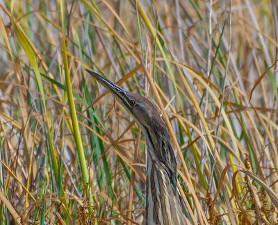 American Bittern