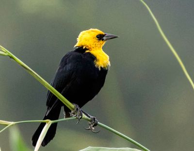 Yellow-headed Blackbird