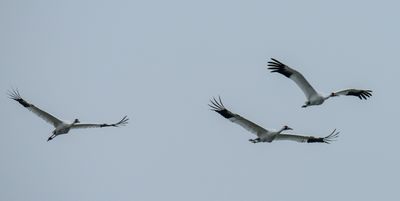 Whooping Cranes