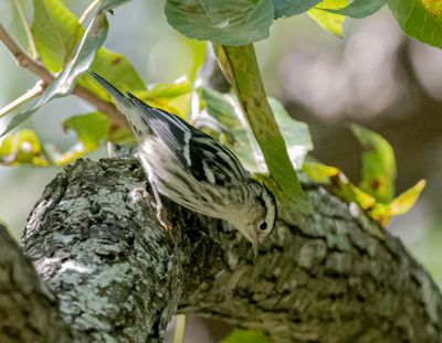 Black- and- White Warbler
