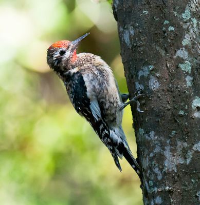 Yellow-bellied Sapsucker