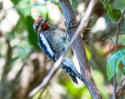 Yellow-bellied Sapsucker