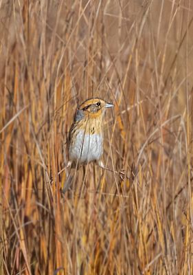 Nelson's Sparrow