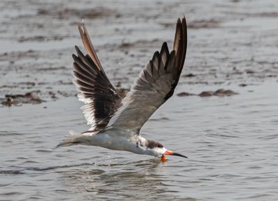 Black  Skimmer