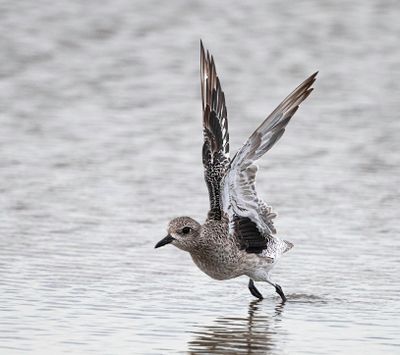 Black-bellied Plover