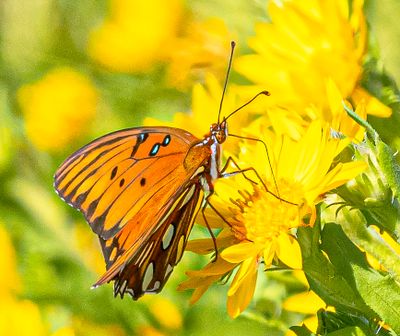 Gulf Fritillary