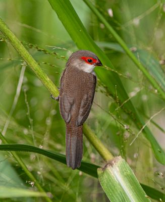 Common Waxbill