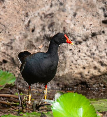 Common Moorhen