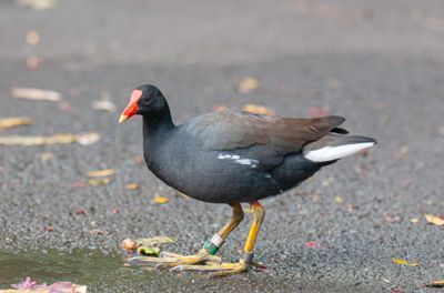 Common Moorhen