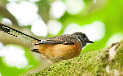 White-Rumped Shama