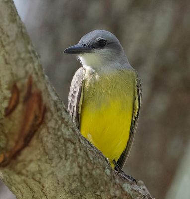 Couch's Kingbird