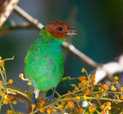 Bay-headed Tanager