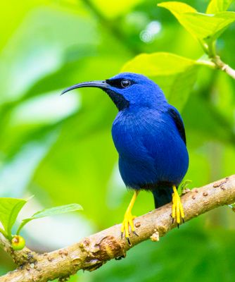 Purple Honeycreeper