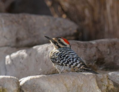 _DSC7188-Edit.jpg