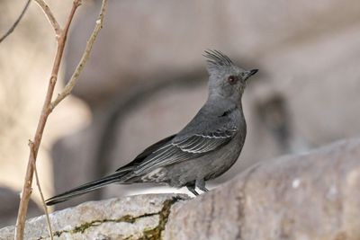 Phainopepla  Female