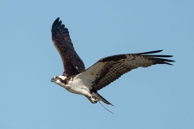 Osprey