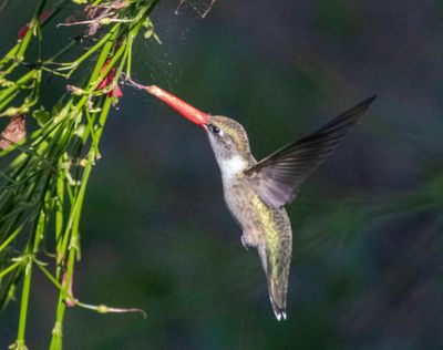 Ruby-Throated Hummingbird